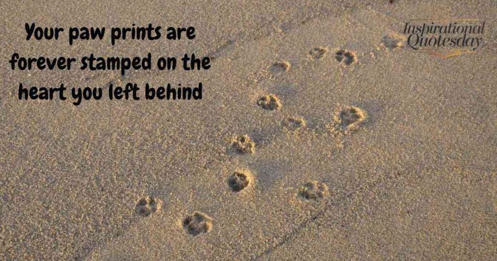 Comforting Mourning Quotes for Pets